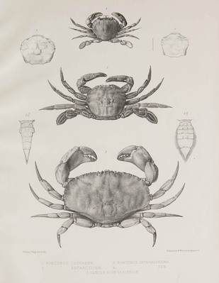 4956
<br/>
The zoology of the voyage of H.M.S. Erebus and Terror, under the command of Captain Sir James Clark Ross during the years 1839 to 1843. Edited bij John Richardson an John Edward Gray
<br/>
<em></em>